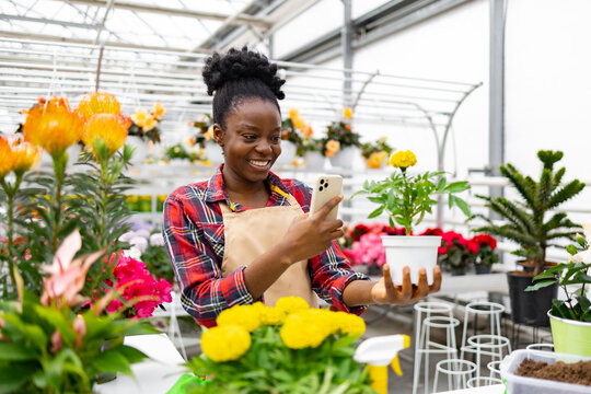 A Black woman in a greenhouse takes a photo of a potted marigold flower, smiling with joy.