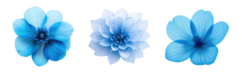 Three delicate blue flowers showcasing nature's beauty and elegance., transparent background