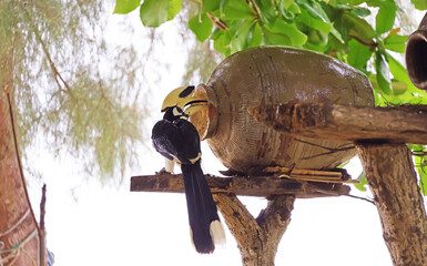Male Oriental Pied Hornbill found on Koh Paluai island feeding his couple during raising baby, Thai Gulf, Surat Thani province, southern Thailand