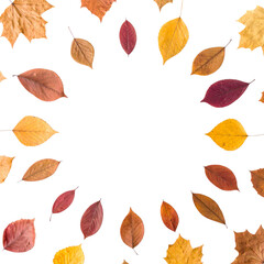 Obraz premium Autumn maple frame with colorful fall leaves border, white background