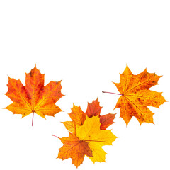 Autumn maple frame with colorful fall leaves border, white background