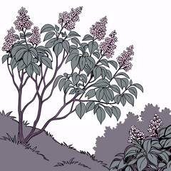 a lot of lilac bush branches thicket