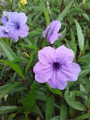 purple flower in the garden