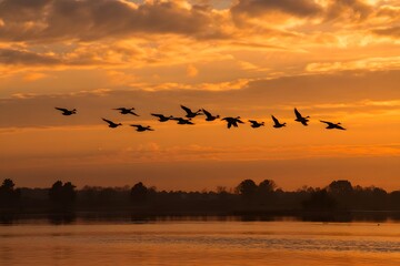 Obraz premium Silhouetted geese flying at sunset over lake