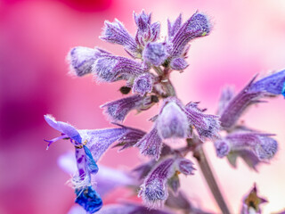 Close-Up View of catnip in Blossoms Against a Soft Pink Background