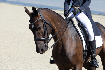 Portrait of beautiful thoroughbred dressage horse