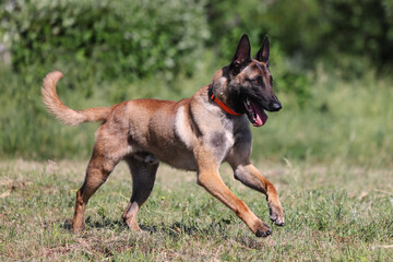 Belgian Shepherd Malinois runs in green grass in the public park.