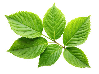   green leaves  isolated on white background PNG , AI GENERATED