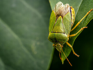 Close-Up of a Green Stink Bug Resting on a Leaf in Nature