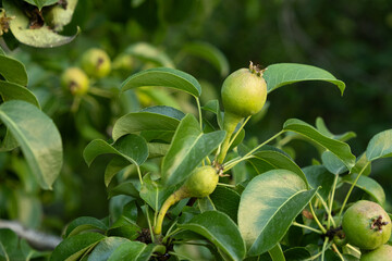 Green unripe pear on a tree, fresh fruits.
