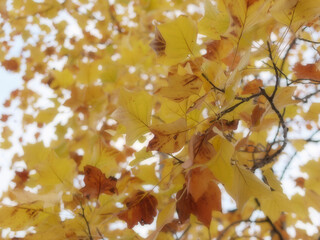 background with autumn colored leaves