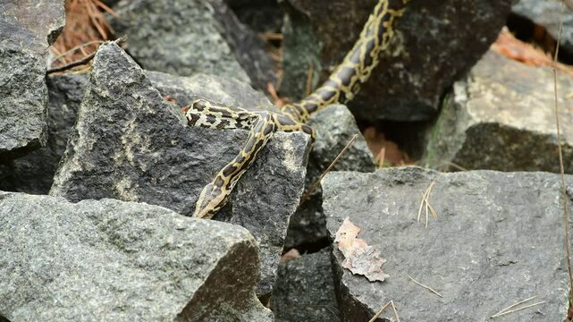 royal python close up with skin texture. snake python on rocks and on ground surface