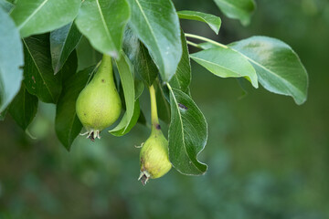Green unripe pear on a tree, fresh fruits.