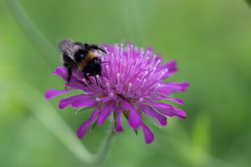 bee on a flower