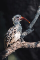 Red-billed hornbill perched on a branch with blurred background, Greater Kruger. 