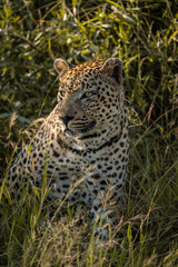 A leopard sitting in the long grass looking into the distance, Greater Kruger.