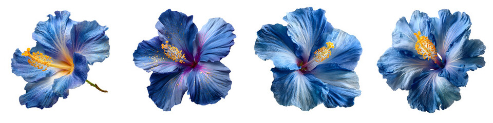 Vibrant blue hibiscus flowers in bloom