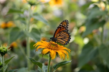 Obraz premium Monarch butterfly on a yellow sunflower in a garden