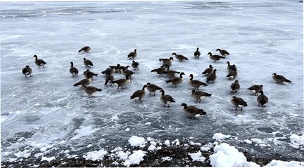 Fototapeta premium A flock of canada geese standing on a frozen lake during winter season, jpg.