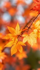 Obraz premium Stunning Autumn Maple Leaves in Vivid Colors Under Clear Blue Sky, Nature s Seasonal Beauty Display