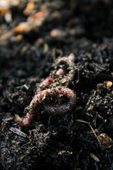 Earthworms crawling on wet soil. Close-up