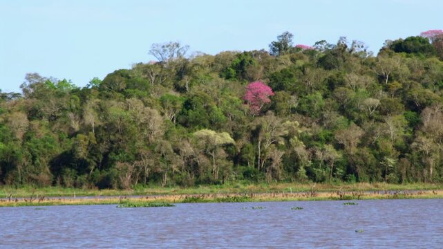 Pink lapacho tree, Handroanthus impetiginosus, blooming in Atlantic forest