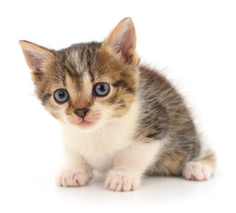 Kitten on white background.