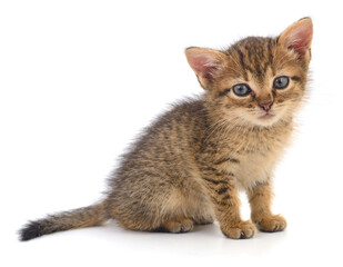Kitten on white background.