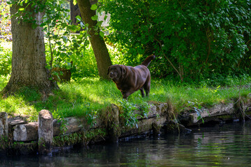 Brown labradors on the lawn near the pond