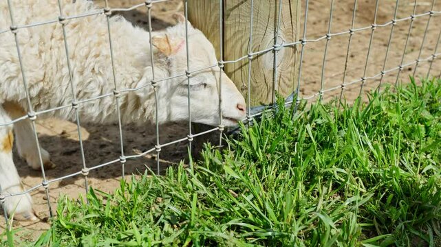 Springtime Lamb: Adorable Sheep, Ram Eating Green Grass on a Sunny Day