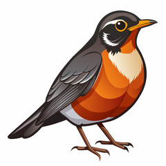 robin isolated on white background