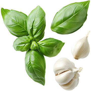 garlic and basil	
