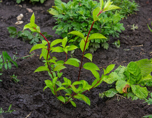 hydrangea flower, hydrangea bush, planting in the garden, bush in the country, flowerbed