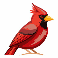 red cardinal bird