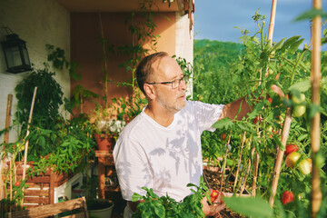 Middle age man harvesting tomatoes on his balcony