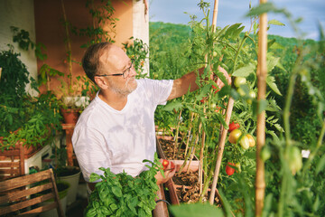 Middle age man harvesting tomatoes on his balcony