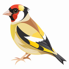 yellow and blue bird