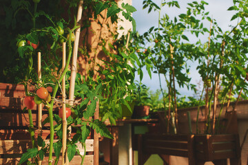 Summer balcony with many growing tomatoes