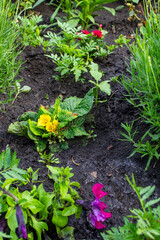flowers on flowerbed, vegetable garden, plants, garden, petunia, violet, carnation