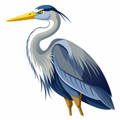 Fototapeta premium great blue heron