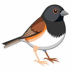 robin on white background