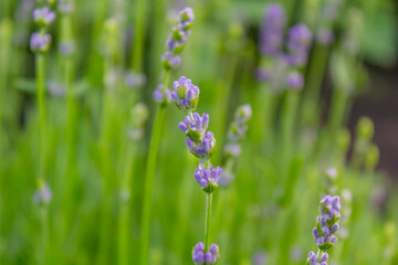 lavender, lavender bush, flower bed, lilac flowers