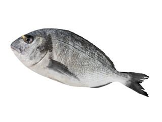 1 Dorade und Hintergrund transparent PNG cut out  Gilthead Sea Bream