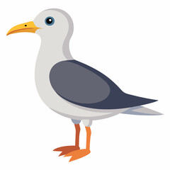 seagull isolated on white