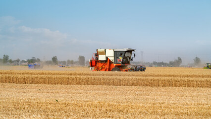 Obraz premium Wheat Harvester in Golden Field