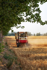 Fototapeta premium Wheat Harvest Machine in a Golden Field