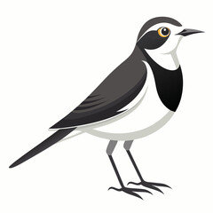 black and white bird