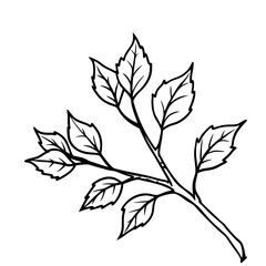 Autumn Branch Sketch Illustration