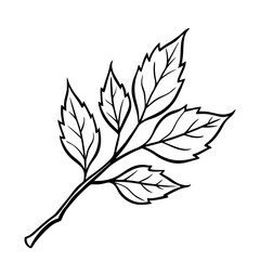 Autumn Branch Sketch Illustration