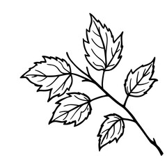 Autumn Branch Sketch Illustration